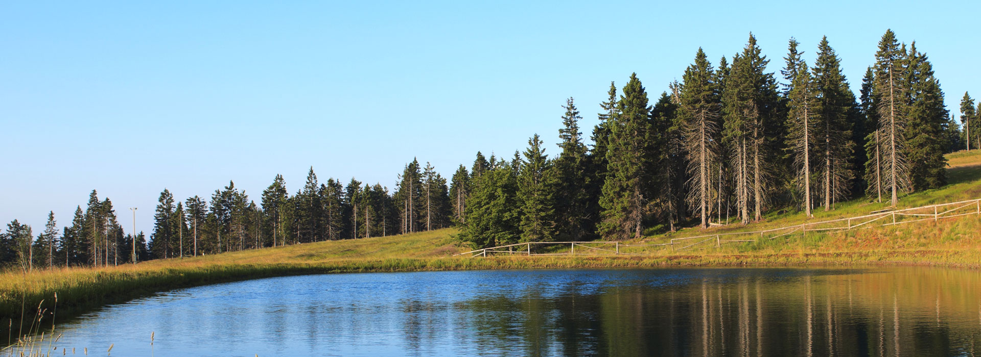 Nature landscape of tall trees next to a small lake.